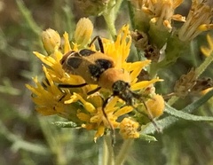 Chauliognathus omissus