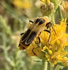 Chauliognathus omissus
