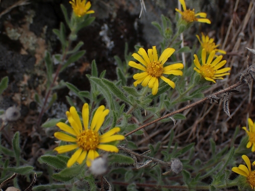 Image of Heterotheca hirsuta by no rights reserved