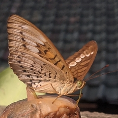 Tanaecia trigerta