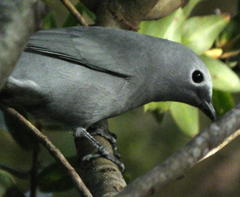 Coracina caesia caesia