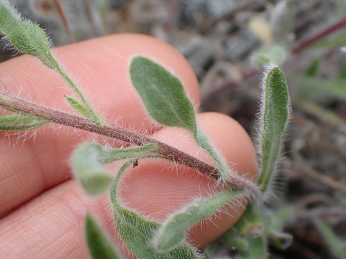 Image of Spokane False Goldenaster (Heterotheca hirsuta) by no rights reserved