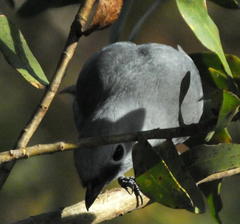 Coracina caesia caesia