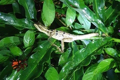 Basiliscus