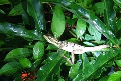 Basiliscus