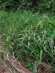 Eragrostis superba image