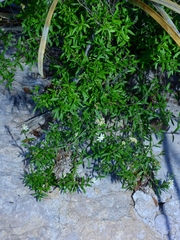 Fendlerella utahensis