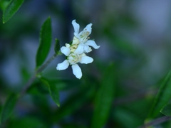 Fendlerella utahensis