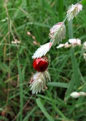 Declivitata olivieri