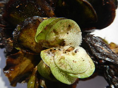 Cyrtobagous salviniae