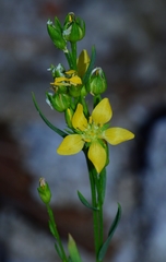 Linum neomexicanum
