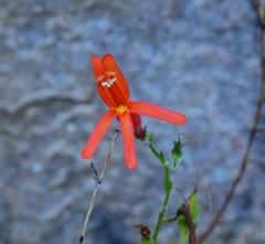 Penstemon pinifolius