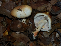 Agaricus nanaugustus