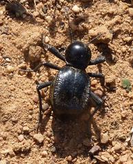 Moluris gibba