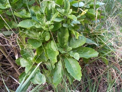 Sinapidendron gymnocalyx