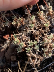 Eriogonum cusickii