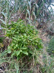 Sinapidendron gymnocalyx