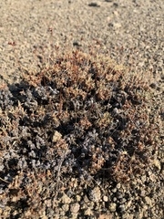 Eriogonum cusickii