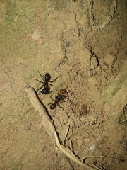Camponotus renggeri