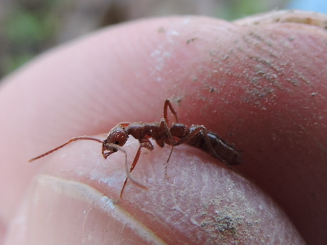 Elongate Razorjaw Ant