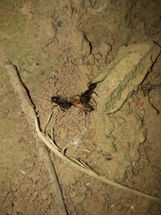 Camponotus renggeri