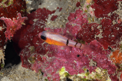Apogon townsendi