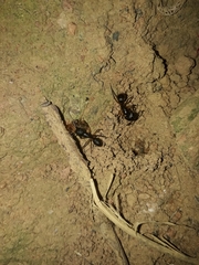 Camponotus renggeri
