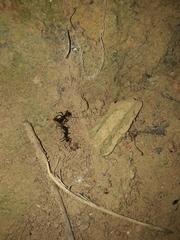 Camponotus renggeri