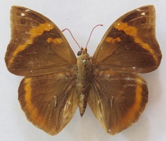 Opsiphanes cassina chiriquensis