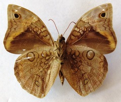 Opsiphanes cassina chiriquensis