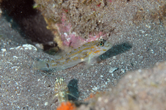 Coryphopterus eidolon