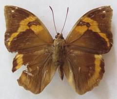 Opsiphanes cassina chiriquensis