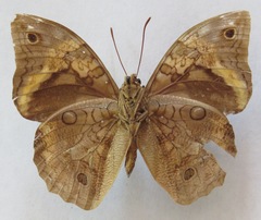 Opsiphanes cassina chiriquensis