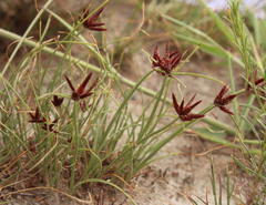 Cyperus semitrifidus