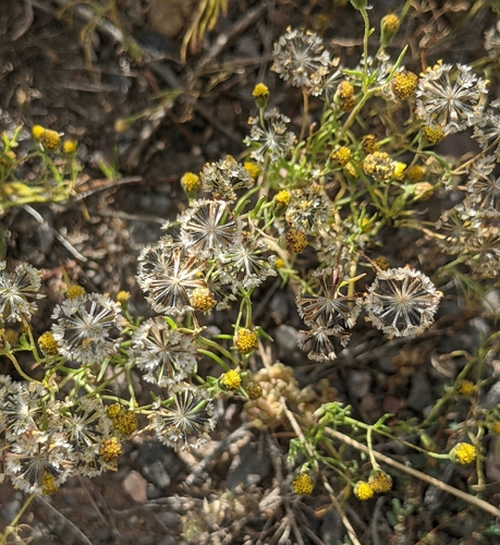 Image of Picradeniopsis multiflora by (c) Dominic Gentilcore, some rights reserved (CC BY)