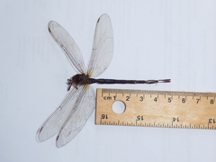 Gynacantha rosenbergi