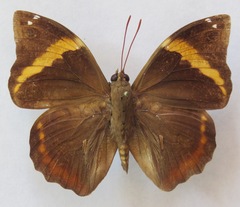 Opsiphanes invirae cuspidatus