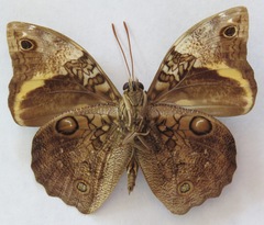 Opsiphanes invirae cuspidatus