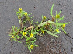 Bidens hyperborea