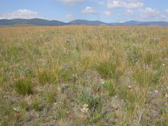 Festuca campestris