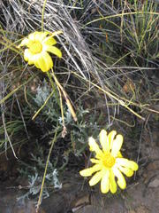 Euryops othonnoides