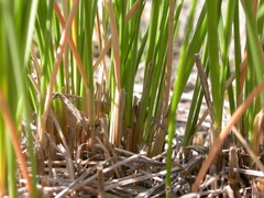 Festuca campestris