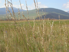 Festuca campestris