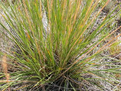 Festuca campestris