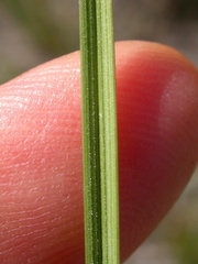 Festuca campestris