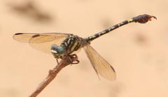 Paragomphus cognatus