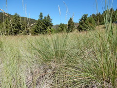 Festuca campestris