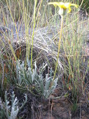 Euryops othonnoides