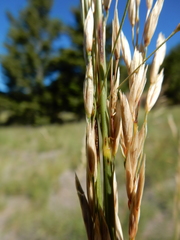 Festuca campestris