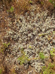 Helichrysum litorale